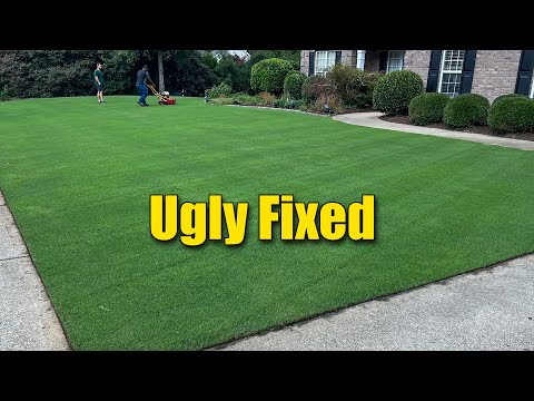 Fixing an Ugly Lawn - 2 Week Cure
