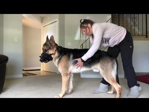 CCC Level 3 compilation — Ally & Vuk