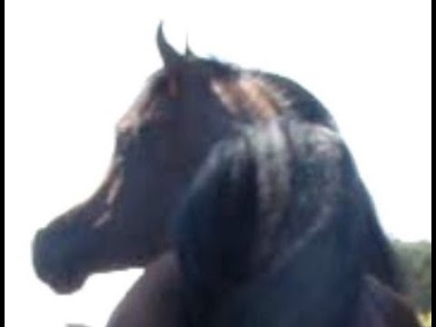 Rasheem Albidayer, arabian horse stallion sired by Fa el Rasheem