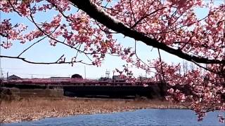 preview picture of video '三浦海岸桜まつり2014　Miura Kaigan Cherry Blossom Festival 2014'