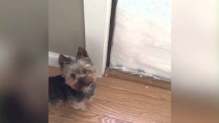 Yorkie is snowed in