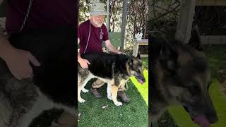 Video preview image #1 German Shepherd Dog Puppy For Sale in Pasadena, CA, USA