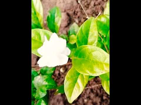new flower #short video# #music  karimulla