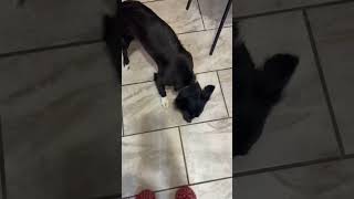 Video preview image #1 Border Collie-Unknown Mix Puppy For Sale in Grafton, WI, USA