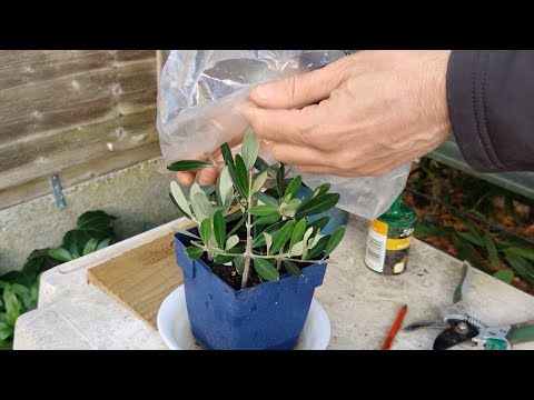 , title : 'How to grow an Olive tree from cuttings'
