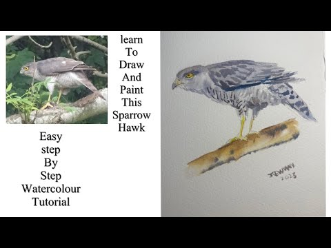 Easy watercolour tutorial , learn to draw and paint this sparrow hawk