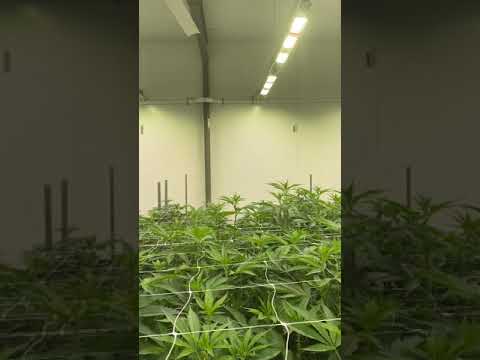 Grow Tech with the Slab God Legend Josh from Aroya Sensors