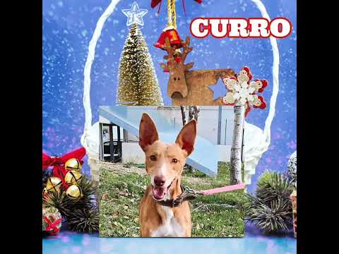 La Rambla wünscht frohe Weihnachten 🎄🕯️🎅🏻