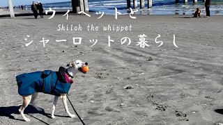 ウィペットと１月の海