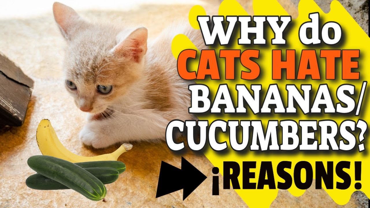 Why Cats Hate Bananas Exploring the Curious Phenomenon Fruit Faves