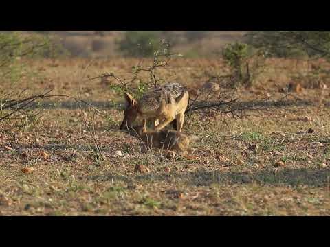 Kapama | Jackal pup over excited