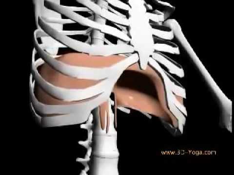 3D view of diaphragm