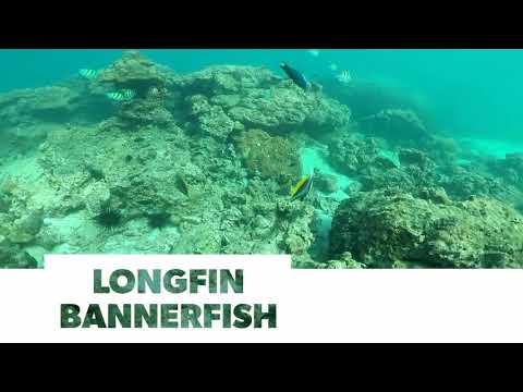 Shark point. Types of fish: Longfinn Bannerfish, Sergeant Major and Java Rabbitfish.