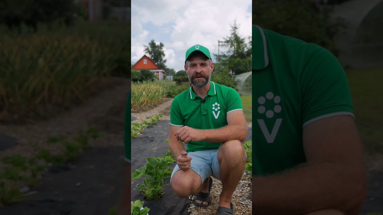 Клубника засыплет ягодами в следующем году, если сделать так прямо сейчас!