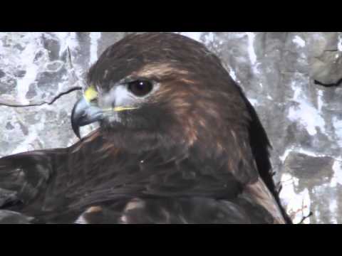 Cliff Nest Red-tailed Hawk Highlights, 3/26/2016 (HD)