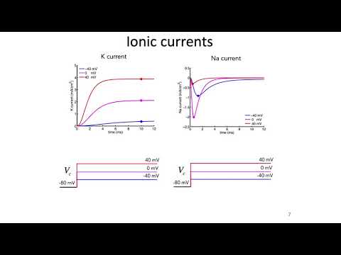 5: Hodgkin-Huxley Model Part 2 - Intro to Neural Computation