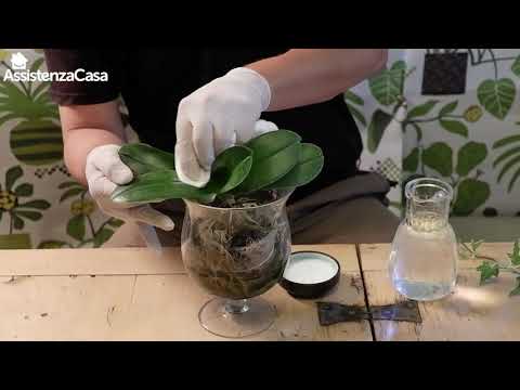 , title : 'Come prendersi cura delle orchidee - I tutorial di Assistenza Casa'