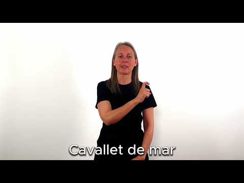 Cavallet de mar - LSC
