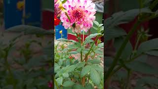 Download lagu Dahlia Flowers... Dahlia tree.. mp3