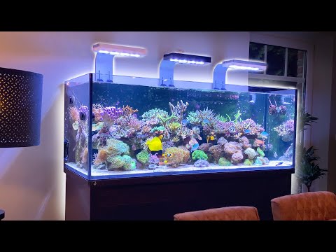 High class REEF TANK AQUASCAPE - DD Reef Pro 1500s setup - "SPS/LPS MIX" - exclusive TOUR 4k