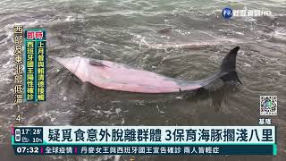 [問卦] 肥宅參加救援海豚上新聞打卡會變帥嗎?