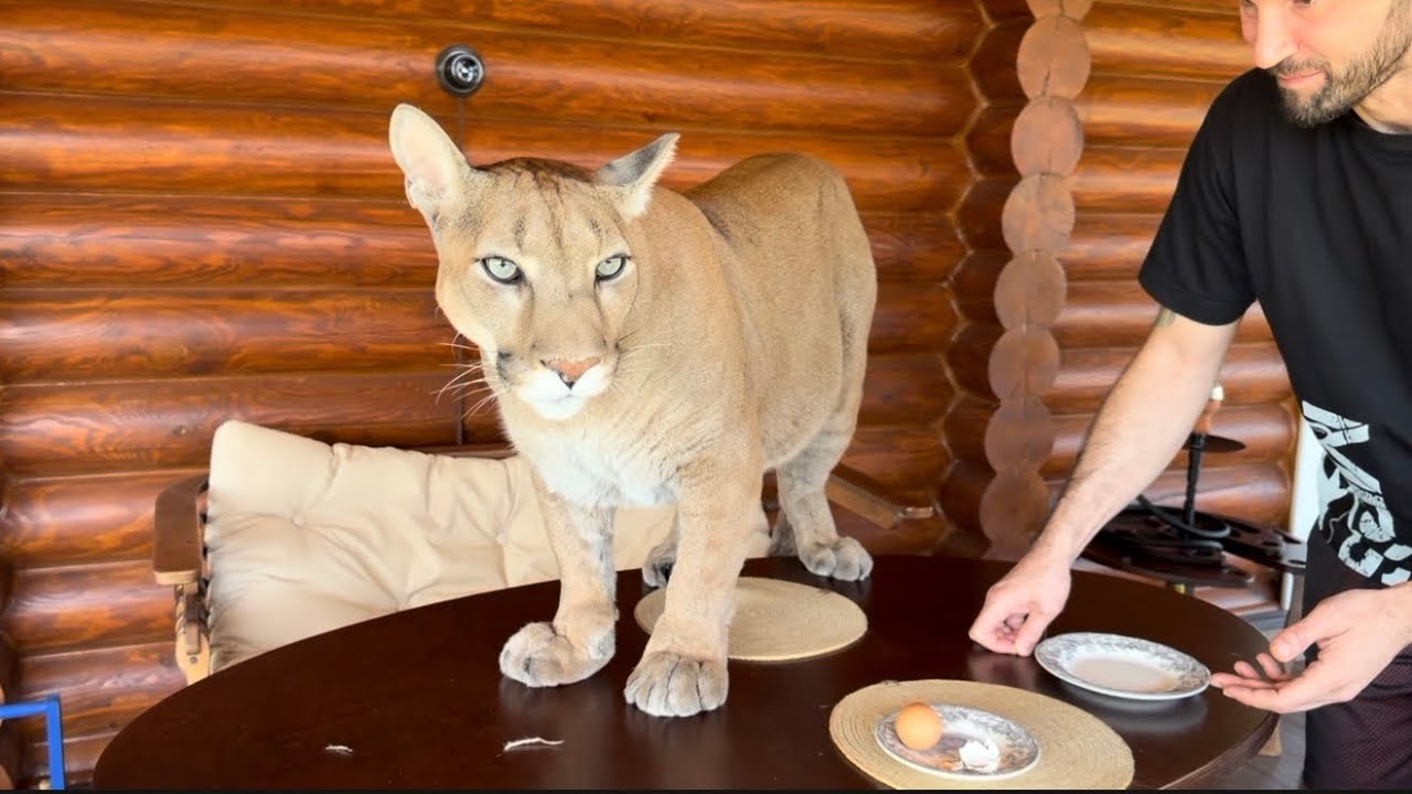 Месси отказался лежать на диване после Саши! Оцените этот характер и актерск