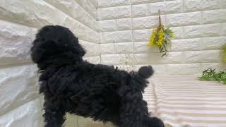 トイプードルの動画01