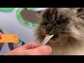 Video: Snack cremoso para gatos 