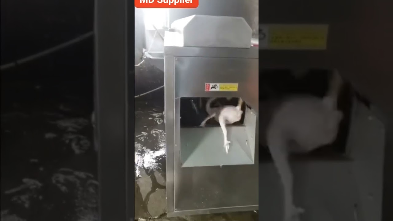 Automatic Chicken Scalder and Plucker