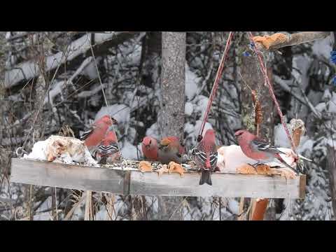 Pine Grosbeaks