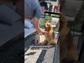 Dog Teaches Puppy How To High Five Goldenretriever Dog