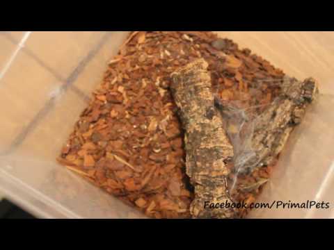 Giant House Spider Set Up (Eratigena atrica)