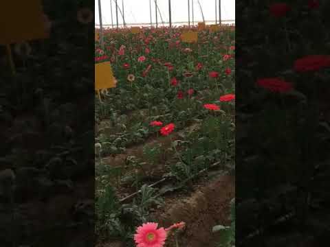Nanil Chaudhary| Floriculture| Krishna Biotech