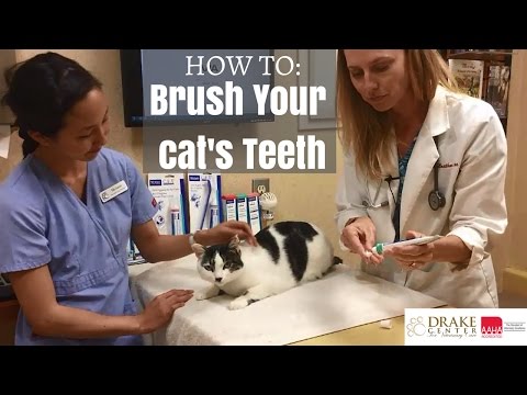 Tutorial: How to Brush Your Cat's Teeth