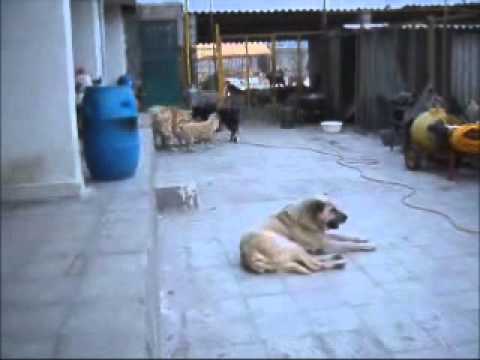 A day in life of  Iran's Vafa Animal Shelter Dogs!
