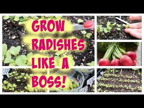 , title : 'Radish Growing Tips | The Best Way to Thin Your Radishes'