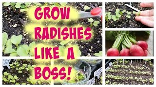 Radish Growing Tips | The Best Way to Thin Your Radishes