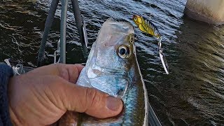 Another CRAPPIE Day of Bass Fishing w/ a Death Stalker Blade Bait!!!