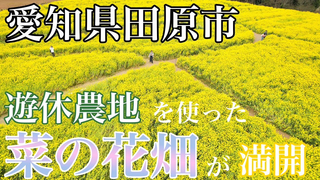 遊休農地の「菜の花畑」が満開（愛知県田原市）