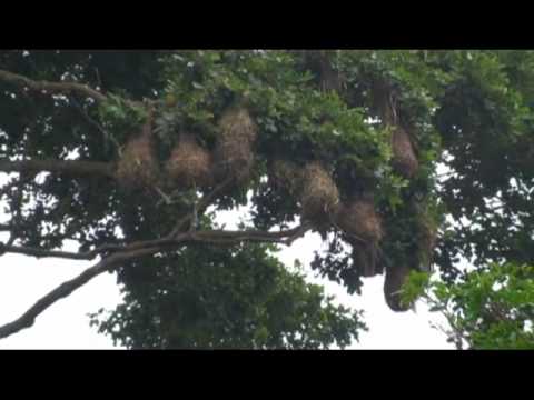 2010-Amazonia-Peru-hanging-nest-river-birds-Oropendolas-02.m4v