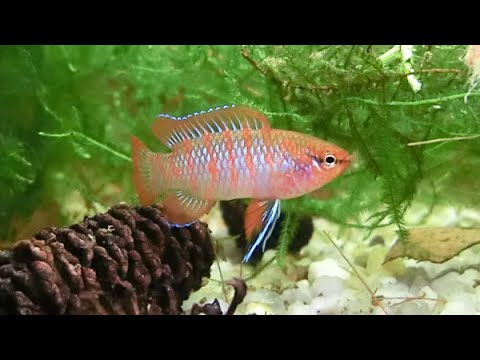 Scharlachroter Zwergblaubarsch (Dario Dario)
