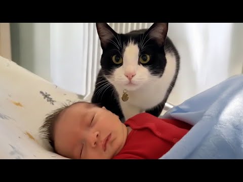 Cat Becomes Super Protective When Seeing the Baby 🐱 Cute Cat Videos