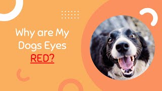 Why are My Dogs Eyes Red Around the Outside? Causes and Solutions for this Common Problem