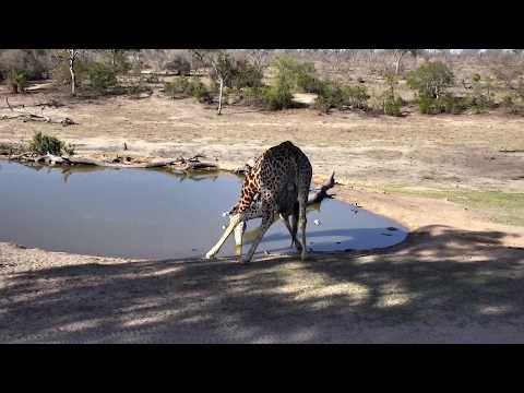 Djuma: Giraffe drinking - 16:15 - 11/14/18