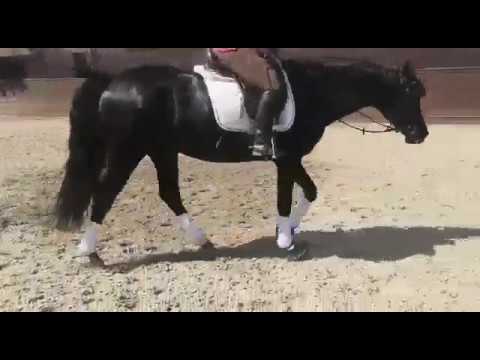 6yo dressage gelding 167 cm ai