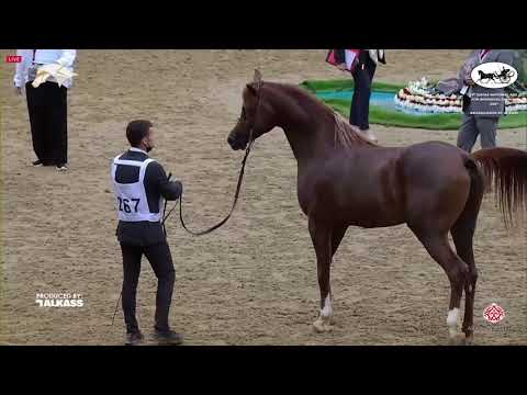 N 267 MARDF AL SHAQAB   9th Qatar National AHS for Individual Owners   Stallions 7 10 Years Old Clas