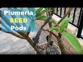 Plumeria Seed Pods