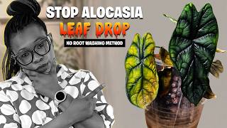 The Controversial LECA Hack That Saved My Alocasia: The No-Root-Washing Method