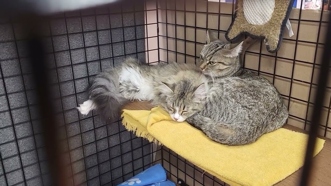 Munchkin and Monki (Bonded Sisters!), a ADOPTABLE Domestic Long Hair in Scarborough, ON video 4/4