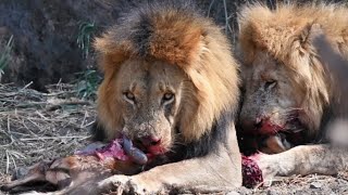 Lions feeding on kill chased by Elephants